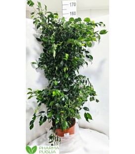 Ficus Danielle Ø 40 h 160