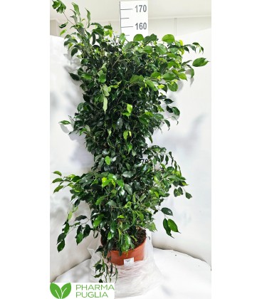 Ficus Danielle Ø40 h 180