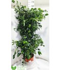 Ficus Danielle Ø40 h 180