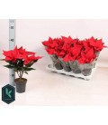 Poinsettia Univers Ø 10.5
