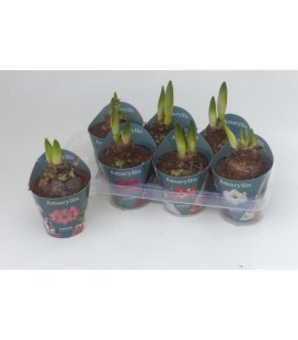 Amaryllis mix 4 coul Ø 14