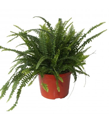 Nephrolepsis Green lady Ø 21 h 80