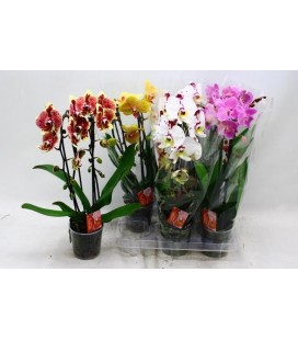 Phalaeno Cascade Mix Ø12 h 45