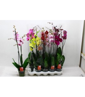 Phalaenopsis mix 2 branchue p12 h75