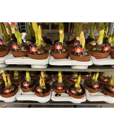 Amaryllis pot Terre