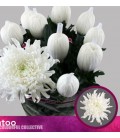 Chrysantheme G skystar 