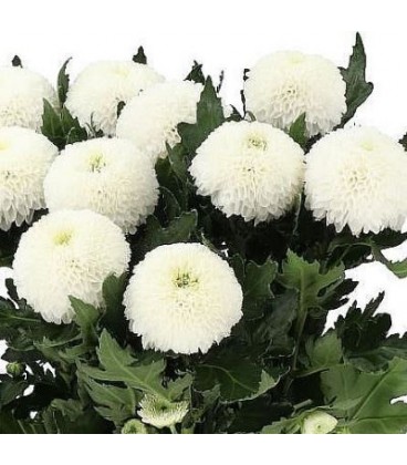 Chrysantheme g Superbowl