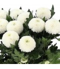 Chrysantheme g Superbowl