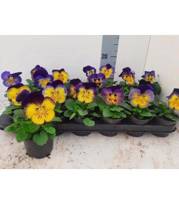 Pensée Wi Ma Morphens Ø 09