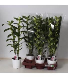 Dendrobium Apollon Ø 12 h 60