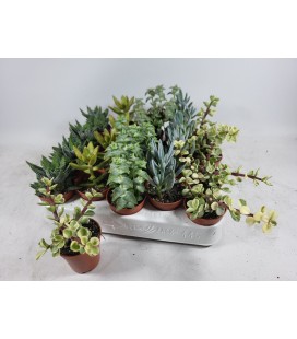 Succulente mix Ø 5.5