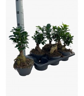 Ficus Ginseng Ø 17 h 30