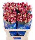 Rose Harlequin 80 cm