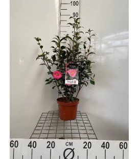 Camelia pot de 19 h 60 