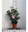 Camelia Jap Ø 28