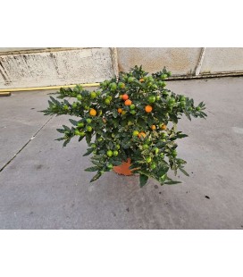 Solanum mandarin Ø 17