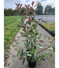 Photinia red robin Ø 23
