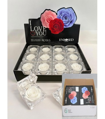 Boite rose eternelle blanche