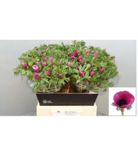 Anemone orchid 45 cm