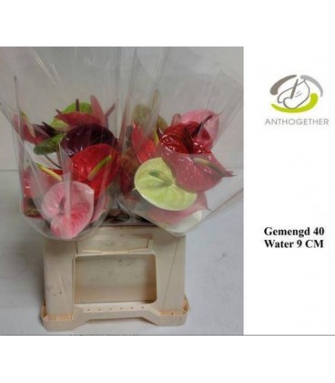 Anthurium mix  x 10 court 45 cm