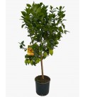 Citronier pot de 25 h 120