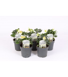 Hellebore Carol Ø 09