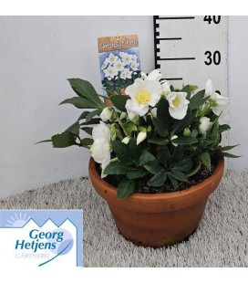 Hellebore HGC Diva coupe Ø 27