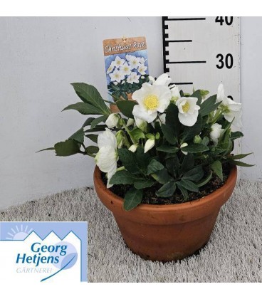 Hellebore HGC Diva coupe Ø 27