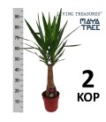 Yucca  pot de 23 h 100