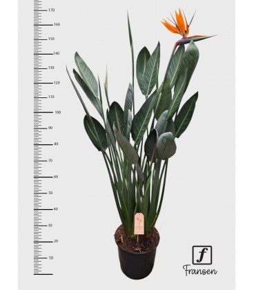 Strelizia pot de 27 h 120 cm