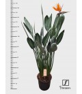 Strelizia pot de 32 h 130 cm