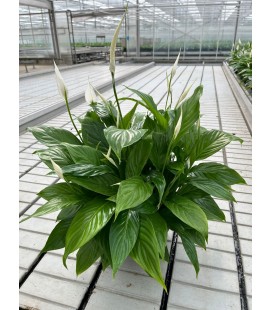 Spathy chopin coupe Ø 27