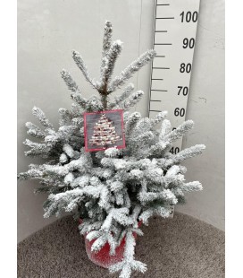 Picea Super Blue Ø 28 h 90