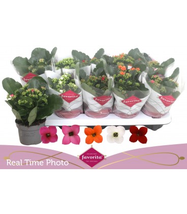 Kalanchoe mix simple Ø 10.5