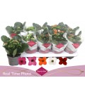 Kalanchoe mix simple Ø 10.5