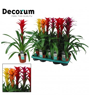 Guzmania mix Ø 13 h 60