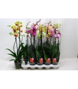 Phalaenopsis Ø12 h 70 mix 2 b