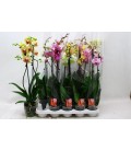 Phalaenopsis Ø12 h 70 mix 2 b