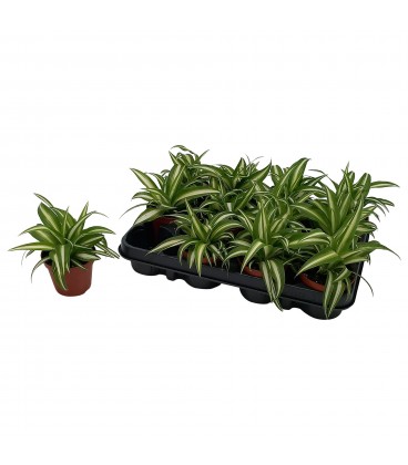 Chlorophytum Ø 8.50