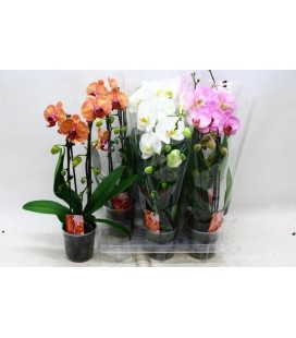 Phalaeno Cascade Mix Ø12 h 45