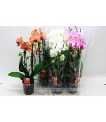 Phalaeno Cascade Mix Ø12 h 45