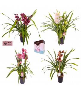 Cymbidium mix pot de 14 h 80 cl 5 f