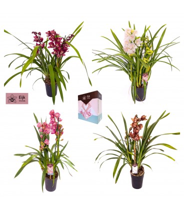 Cymbidium mix pot de 14 h 80 4 br