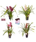 Cymbidium mix pot de 14 h 80 4 br