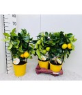 Citrus Meyeri Pot de 19 h 65
