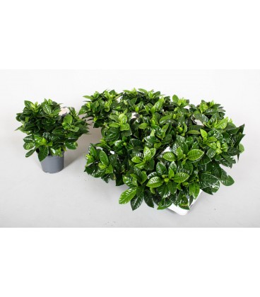 Gardenia pot de 13