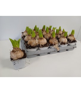 Jacinthe White pearl  pot de 7 x 20