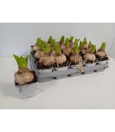 Jacinthe White pearl  pot de 7 x 20