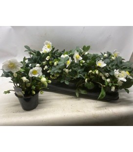 Hellebore Happy day pot de 12