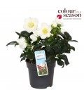 Hellebore Carol pot de 15 